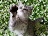 Chaton Scottish Straight mâle LOOF black silver spotted à vendre