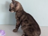 Chatonne Bengal snow mink charcoal à vendre