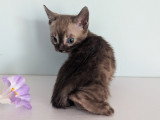 Chatonne Bengal snow mink charcoal à vendre