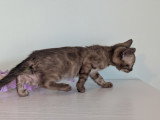 Chatonne Bengal snow mink charcoal à vendre
