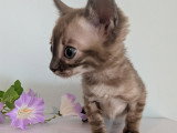 Chatonne Bengal snow mink charcoal à vendre