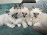 Chatons Sacré de Birmanie LOOF à réserver