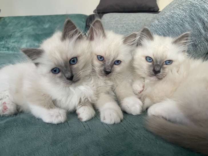 Chatons Sacré de Birmanie LOOF à réserver