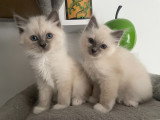 Chatons Sacré de Birmanie LOOF à réserver