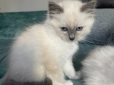 Chatons Sacré de Birmanie LOOF à réserver