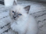 Chatons Sacré de Birmanie LOOF à réserver