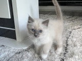 Chatons Sacré de Birmanie LOOF à réserver