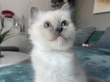 Chatons Sacré de Birmanie LOOF à réserver