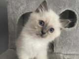 Chatons Sacré de Birmanie LOOF à réserver