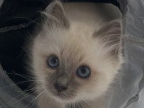 Chatons Sacré de Birmanie LOOF à réserver