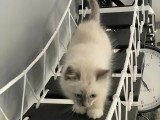 Chatons Sacré de Birmanie LOOF à réserver