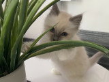 Chatons Sacré de Birmanie LOOF à réserver