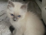 Chatons Sacré de Birmanie LOOF à réserver