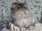 Persan blue tabby point mâle de 2020 à vendre non LOOF
