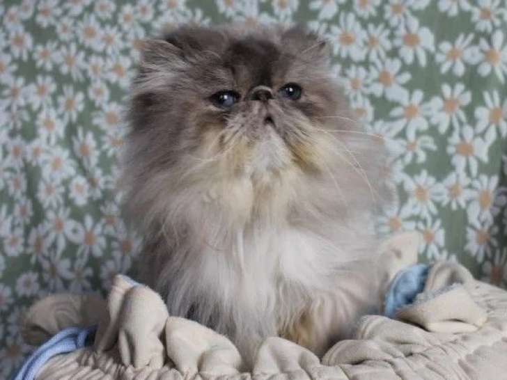 Persan blue tabby point mâle de 2020 à vendre non LOOF