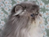 Persan blue tabby point mâle de 2020 à vendre non LOOF