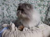 Persan blue tabby point mâle de 2020 à vendre non LOOF