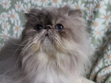 Persan blue tabby point mâle de 2020 à vendre non LOOF