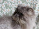Persan blue tabby point mâle de 2020 à vendre non LOOF