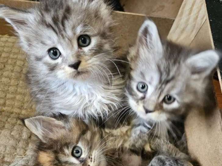 6 chatons Maine Coon LOOF nés en mars 2026 à réserver
