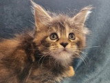 6 chatons Maine Coon LOOF nés en mars 2026 à réserver