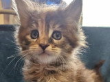 6 chatons Maine Coon LOOF nés en mars 2026 à réserver