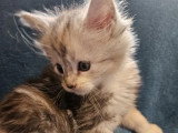 6 chatons Maine Coon LOOF nés en mars 2026 à réserver