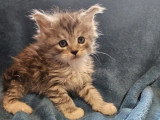 6 chatons Maine Coon LOOF nés en mars 2026 à réserver