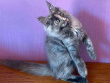 Chaton femelle Maine Coon blue tortie smoke non LOOF à vendre