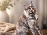 Chaton femelle Maine Coon blue tortie smoke non LOOF à vendre