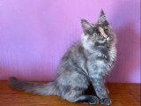 Chaton femelle Maine Coon blue tortie smoke non LOOF à vendre