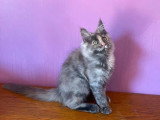 Chaton femelle Maine Coon blue tortie smoke non LOOF à vendre