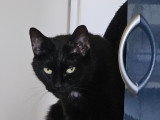 Chat noir avec tache blanche à donner