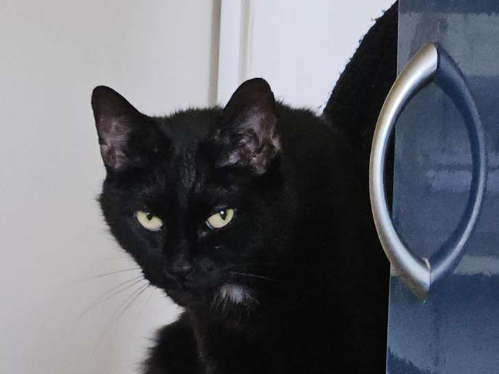 Chat noir avec tache blanche à donner