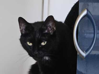 Chat noir avec tache blanche à donner