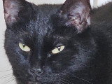 Chat noir avec tache blanche à donner