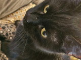 Chat noir avec tache blanche à donner