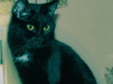 Chat noir avec tache blanche à donner