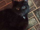 Chat noir avec tache blanche à donner