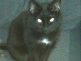 Chat noir avec tache blanche à donner