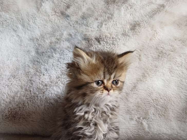 Magnifiques chatons Persan à vendre