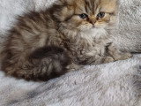 Magnifiques chatons Persan à vendre