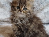 Magnifiques chatons Persan à vendre