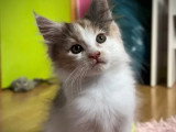 Chaton femelle Maine Coon tortie à réserver non LOOF