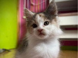 Chaton femelle Maine Coon tortie à réserver non LOOF
