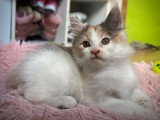 Chaton femelle Maine Coon tortie à réserver non LOOF