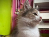 Chaton femelle Maine Coon tortie à réserver non LOOF