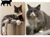 Chaton femelle Maine Coon tortie à réserver non LOOF