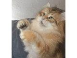 Chat Sibérien LOOF de  juillet 2020 pour saillie