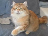 Chat Sibérien LOOF de  juillet 2020 pour saillie